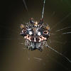 Gasteracantha cancriformis