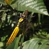 Lyriothemis flava