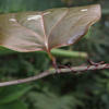 Smilax bracteata bracteata