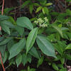 Hydrangea chinensis