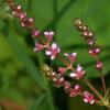 Rotala rotundifolia