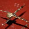 Argiope aetheroides