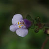 Mazus pumilus