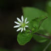 Stellaria aquatica