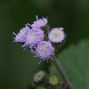 Ageratum houstonianum