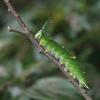 Hestina assimilis formosana