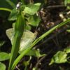 Colias erate formosana