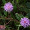 Mimosa pudica