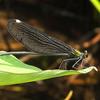 Matrona cyanoptera