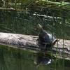 Mauremys sinensis