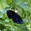 Euploea eunice hobsoni