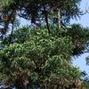 Cryptomeria japonica