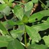 Alternanthera philoxeroides