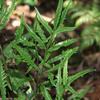 Pteris cadieri