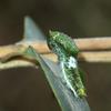 Papilio bianor thrasymedes