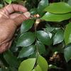 Lindera communis