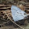 Hypolycaena kina inari