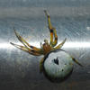 Araneus mitificus