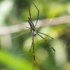 Nephila clavata