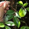 Syzygium formosanum