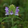 Prunella vulgaris asiatica