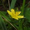 Hypoxis aurea