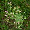 Centaurium pulchellum altaicum