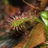 Drosera spathulata