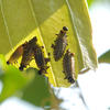 Lilioceris formosana