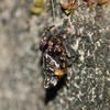Cyclosa confusa