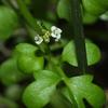 Cardamine flexuosa