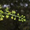 Rhus succedanea