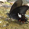 Papilio helenus fortunius