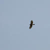 Accipiter trivirgatus formosae