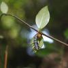 Euploea mulciber barsine