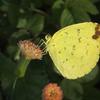 Eurema blanda arsakia