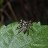 Pancorius crassipes