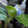 Commelina auriculata