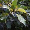 Mussaenda macrophylla