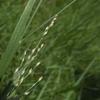 Panicum repens