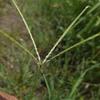 Cynodon dactylon