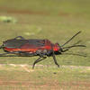 Leptocoris abdominalis abdominalis