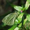 Pieris canidia