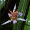 Tricyrtis formosana formosana