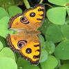 Junonia almana