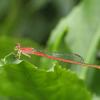 Agriocnemis femina oryzae