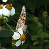 Vanessa cardui