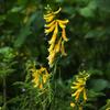 Corydalis koidzumiana