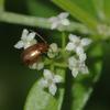 Galium gracilens