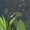 Hygrophila pogonocalyx